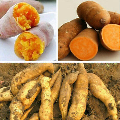 มันเหลือง หรือมันเทศหวานเหลือง (Yellow Sweet Potato) / 50 เม็ด (นอก)
