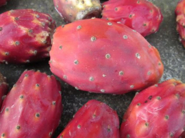 กระบองเพชรทานผล (prickly pear) คละ 3 สี / 20 เม็ด (Malta)