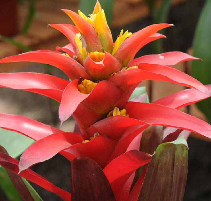 สับปะรดสี (Bromeliad) คละ / 20 เม็ด (นอก)