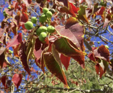 ศรีทอง (Chinese Tallow Trees) / 15 เม็ด (Russia)