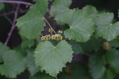 องุ่นมัสคาดีนดำ (Black Mascadine Grape) / 5 เม็ด (USA)