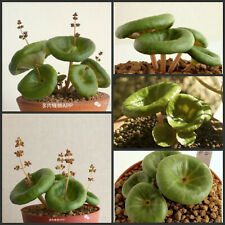 คราสซูล่า อัมเบรลล่า (Crassula Umbrella) / 100 เม็ด
