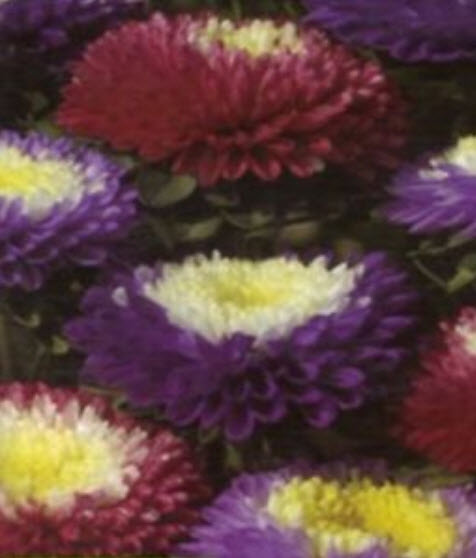 แอสเตอร์ พอมพอนน่า (Aster Pomponna) คละ / 200 เม็ด (Ukraine)