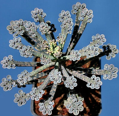Kalanchoe Tubiflora (Mother of Thousands) / 5 เม็ด (USA)