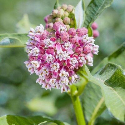 มิลค์หวีด สีแดง (Blood-flower Milkweed) / ซอง 20 เม็ด (A301)