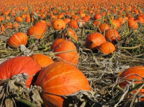 ฟักทอง ฮอกไกโด (Hokkaido pumpkin) / 8 เม็ด (Ukraine)