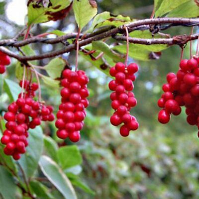 ชิแซนดร้า เบอรี่ (Schisandra berry) / 50 เม็ด (นอก)