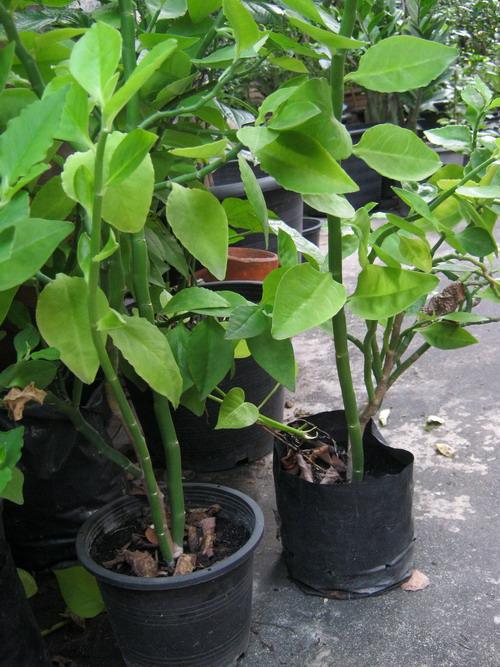 ต้นแสยกใบเขียว สูง 50-70 ซ.ม. / ต้น