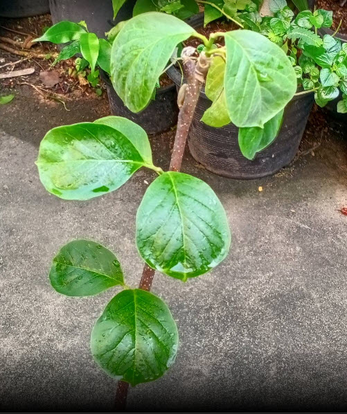 ต้น แมกโนเลีย Magnolia ดอกสีม่วง สูง 60-100 ซ.ม. ต้นไม้นำเข้า