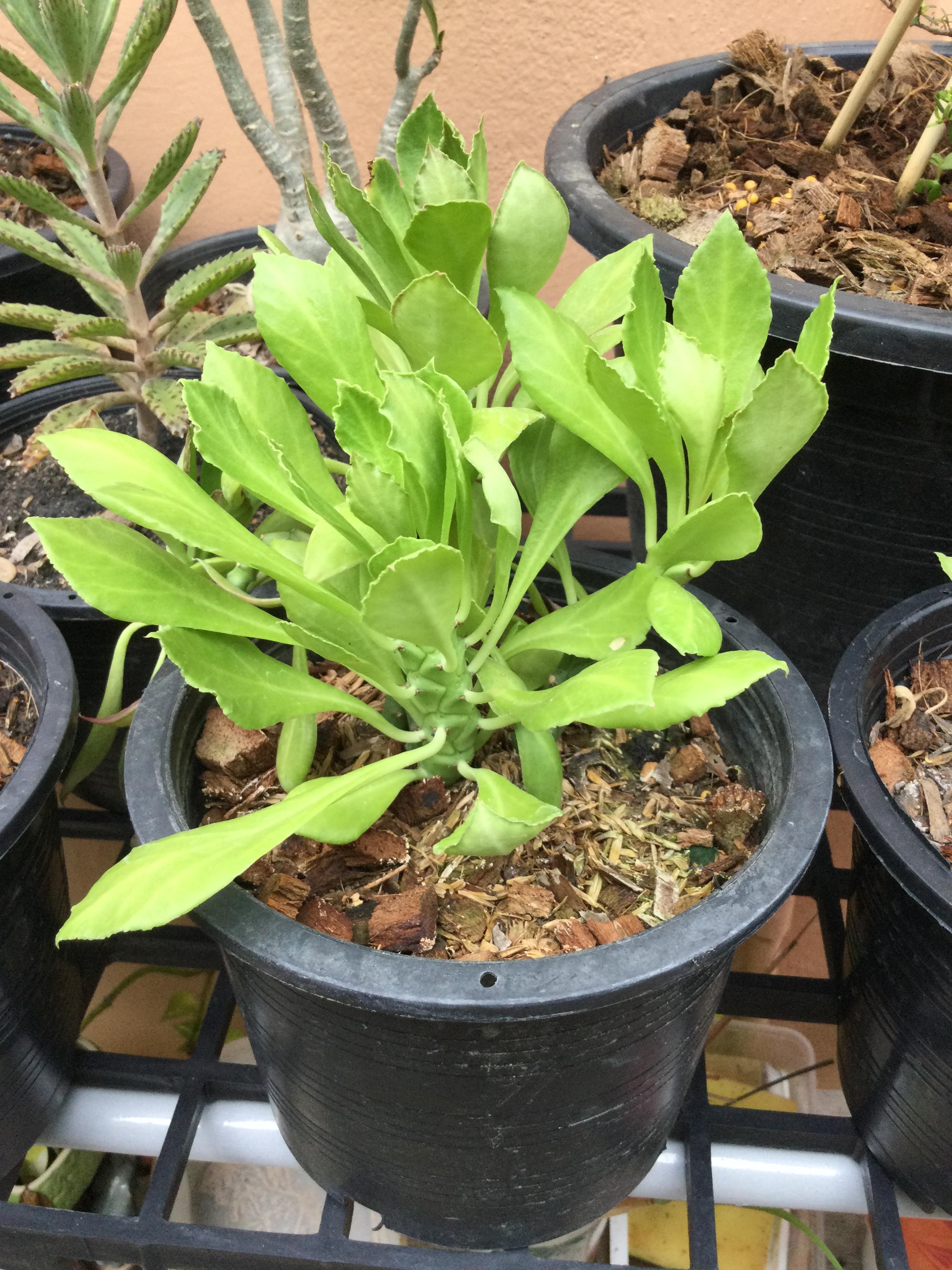 ต้นพญานาคราช กระถาง 6 นิ้ว / ต้น