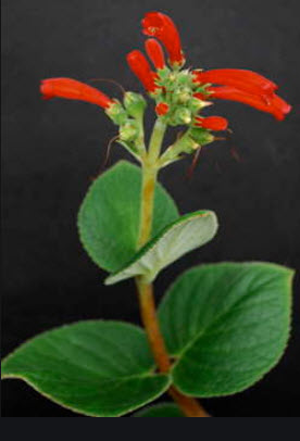 ซินนิงเกีย (Sinningia Macrostachya) / 50 เม็ด (UK)