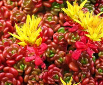 ซีดัม โอเรกานัม (Sedum Oreganum) / 100 เม็ด