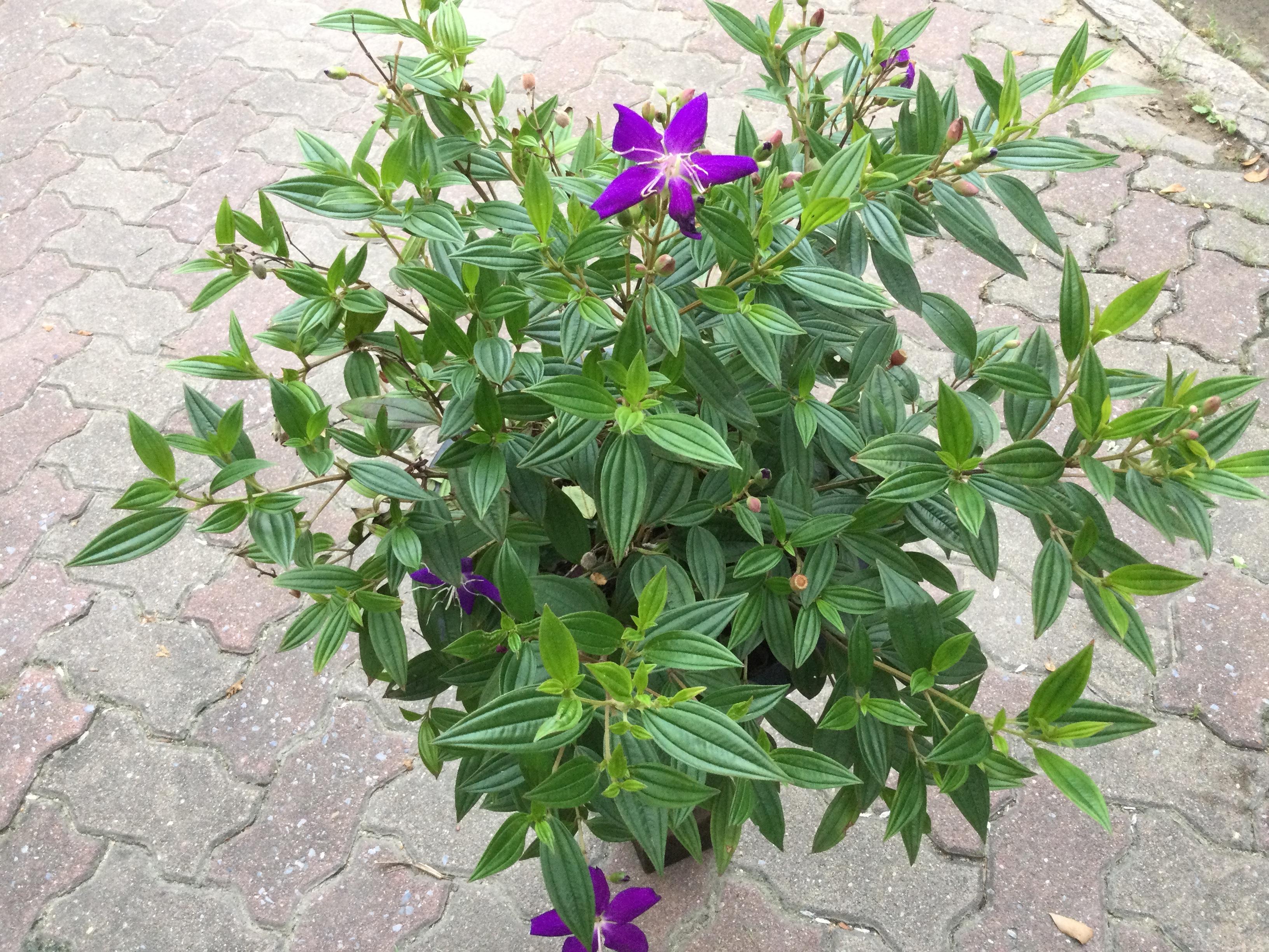 ต้นม่วงมงคล หรือโคลงเคลง กระถาง 8 นิ้ว สูง 20-30 ซ.ม.