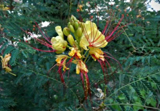 เมล็ดหางนกยูง (Desert Bird Of Paradise) ดอกสีเหลืองเกสรแดง / 10 เม็ด (Greece) หายากมาก