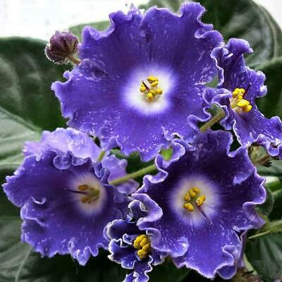 แอฟริกันไวโอเล็ต (African Violet) คละ / 100 เม็ด
