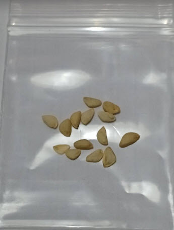 หนวดปลาหมึก (Schefflera actinophylla) / 10 เม็ด (Portugal)