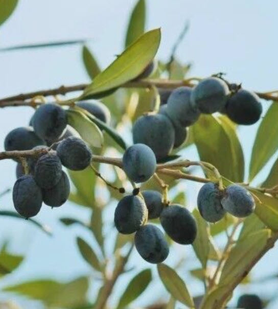 มะกอกดำ (Black olives / Oea europaea / 5 เม็ด (Portugal)