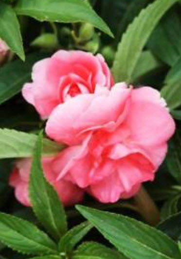 เทียนซ้อน (Garden Balsam) สีชมพู / ซอง 20 เม็ด (A006)