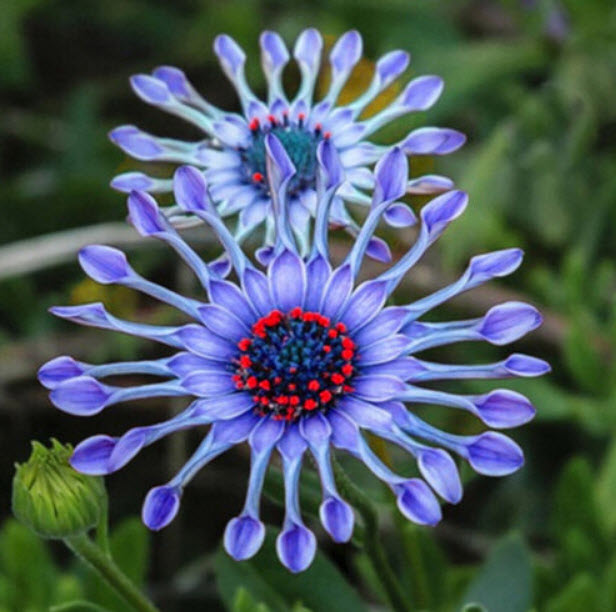 เดซี่สีน้ำเงิน (Blue Daisy) / 50 เม็ด (หายาก)