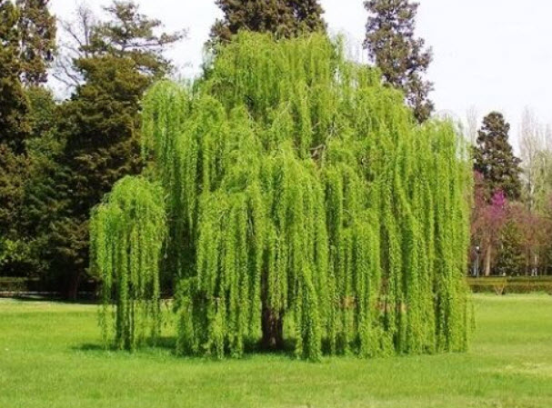 หลิว (Weeping Willow) / 25 เม็ด