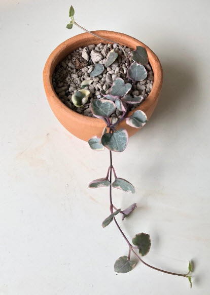 ต้นสายป่านดวงใจ (Chain of Heart) ใบด่างชมพู / ต้น