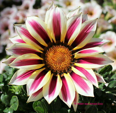 กาซาเนีย หรือพระจันทร์ทรงกลด (Gazania) คละ / 200 เม็ด