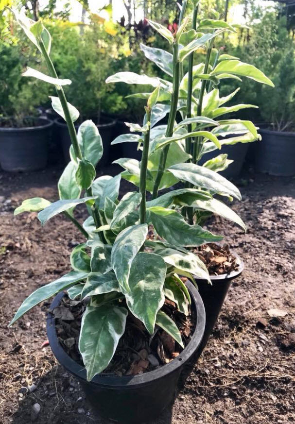 ต้นนกน้อย ใบด่าง สูง 50-70 ซ.ม. / ต้น