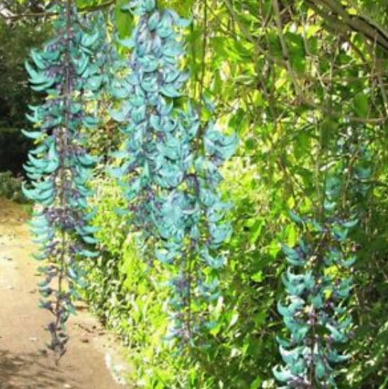 พวงหยก (Jade vine) / 10 เม็ด