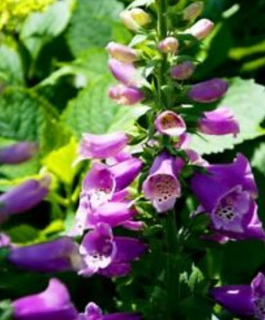 ดิจิทาลิส (Digitalis) คละ / ซอง 50 เม็ด (A124)