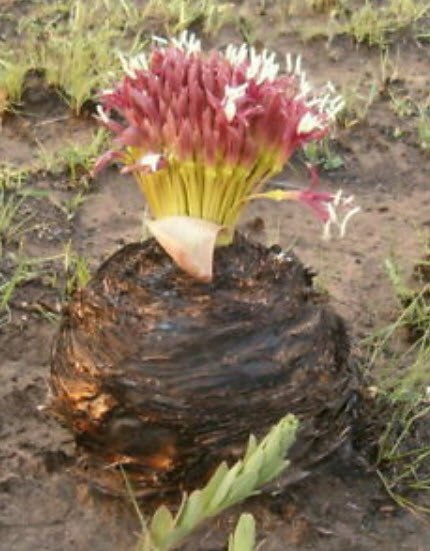 ว่านบูโฟน (Boophone Disticha) / 3 เม็ด (Israel)