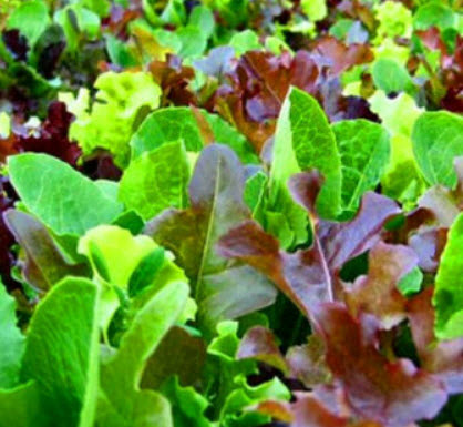 ต้นอ่อนผัก (Mesclun) คละ / 100 เม็ด