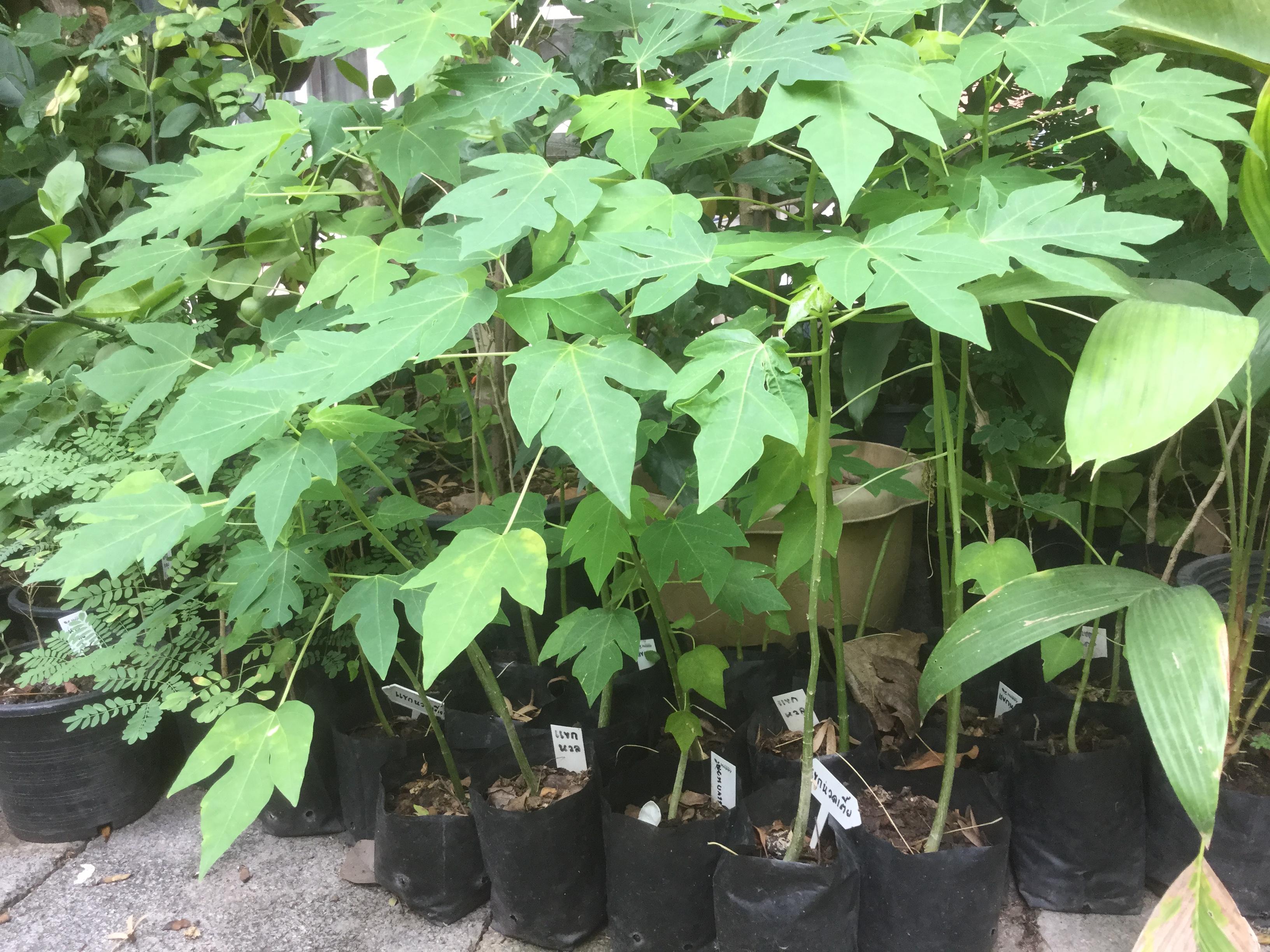 ต้นกล้ามะละกอแขกนวลต้นเตี้ย / ต้น