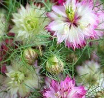 รักในสายหมอก (Love In A Mist - Miss Jekyll) ซ้อน คละ / 1,000 เม็ด (UK)