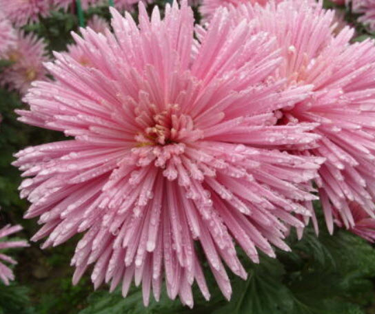 เบญจมาศ ไฟร์เวอร์ค (Chrysanthemum Fireworks) สีชมพู / 50 เม็ด