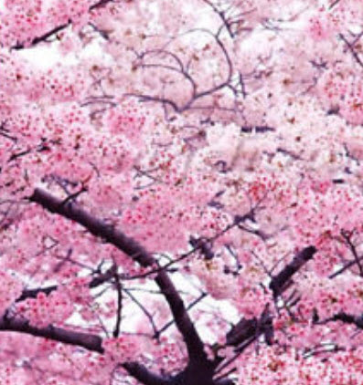 ซากูระ (Cherry Blossom) ชมพู / 10 เม็ด