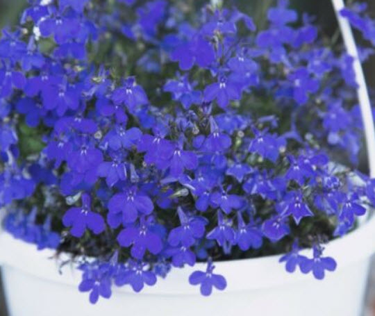 โลบีเลียเลื้อย - แซฟไฟร์ (Lobelia - Sapphire) สีน้ำเงิน / 6,400 เม็ด (Poland)