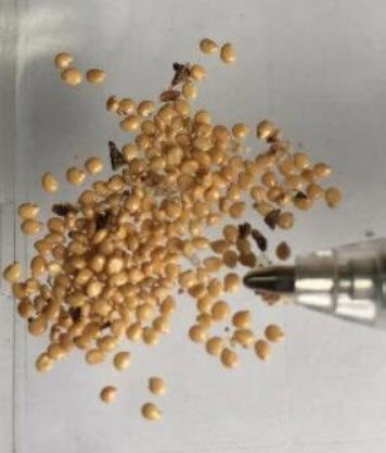 ชิเลียน กาวา (Chilean Guava) / 10 เม็ด (Portugal) *