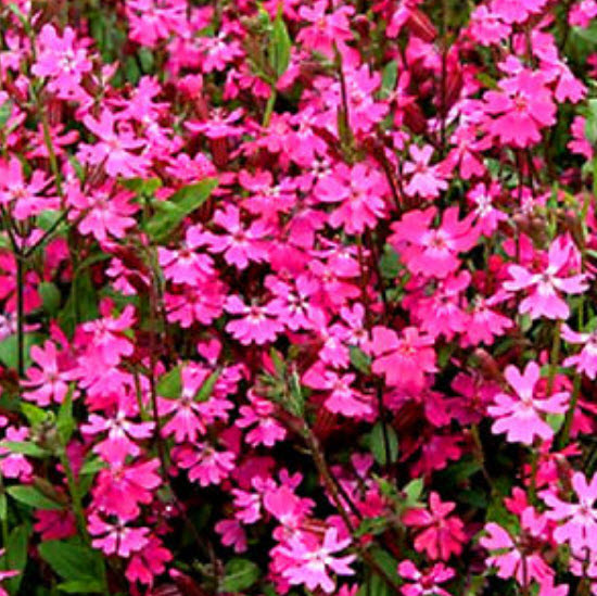 แคทฟลายร์ - ไทรอัมพ์ (Nodding Catchfly - Triumph) / 400 เม็ด (UK)