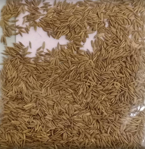 แดนดิไลออน (Dandelion) หรือ Wilderness / 1,600 เม็ด (Spain)