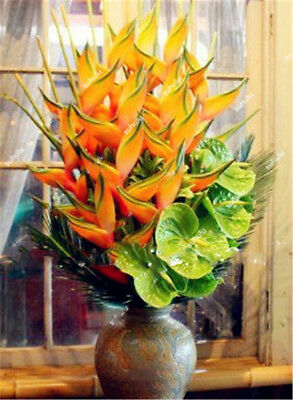 เฮลิโคเนียบอนไซ (Heliconia) คละ / 100 เม็ด