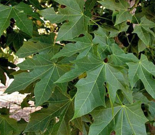 เพลิงภาณุ (Illawarra Flame Tree) / 10 เม็ด (Portugal)