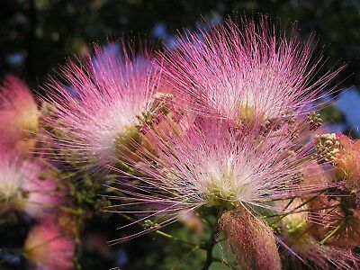 ทิ้งถ่อนต้น (Persian Silk Tree) / 20 เม็ด