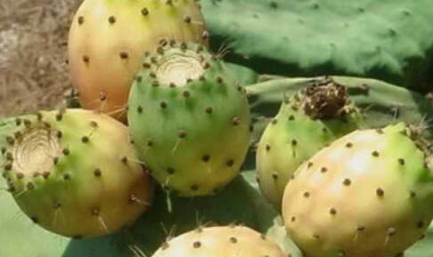 กระบองเพชรทานผล (prickly pear) คละ 3 สี / 20 เม็ด (Malta)