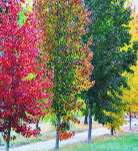 สวีทกัม (Sweetgum / Alligator Wood) / 100 เม็ด (Australia)