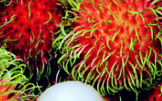 Genuine Thai Rambutan (เงาะ) / 10 pcs