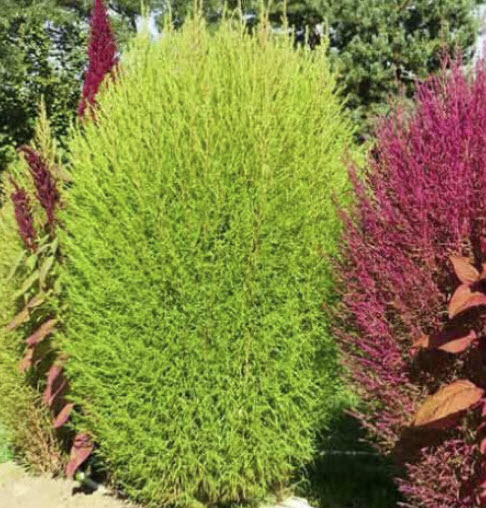 หญ้ากอเชีย (Kochia Scoparia / Cochia Hairy) / 200 เม็ด (Romania)