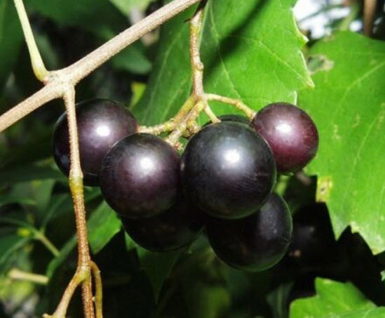 องุ่นมัสคาดีน (Muscadine Black) / 5 เม็ด (USA)