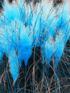 หญ้าภูเขา (Pampas grass) สีฟ้า / 2,000 เม็ด