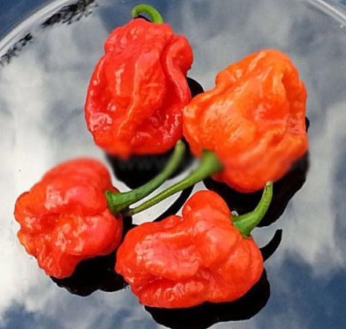 พริกปีศาจโคตรเผ็ด Bhut Jolokia / 100 เม็ด (นอก)
