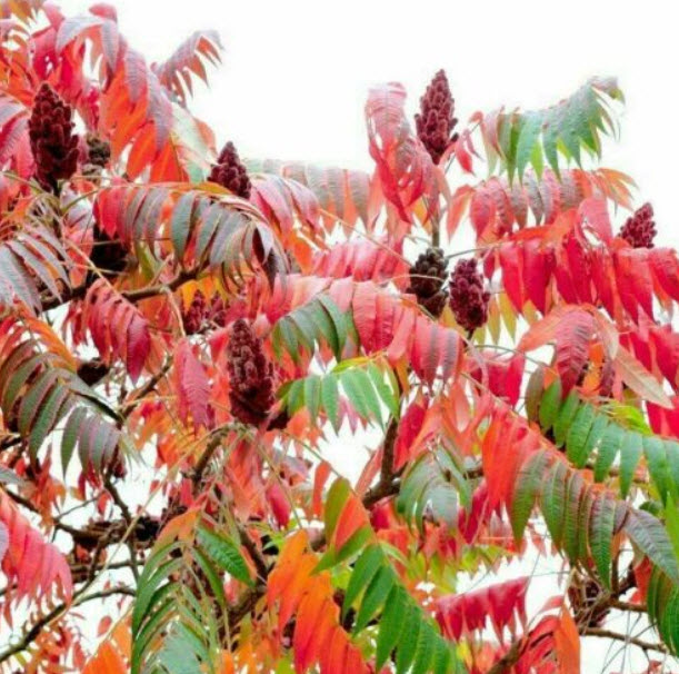 สแต๊กฮอร์น ซูแม็ค (Staghorn Sumac) / 100 เม็ด (Hungary)